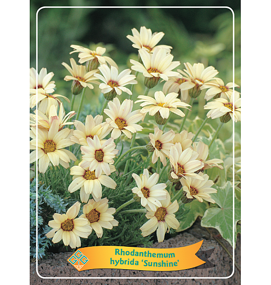 Rhodanthemum hybr. Sunshine Ø11
