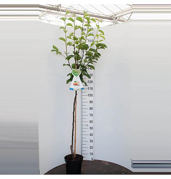 Pyrus pyrifolia Shinko C7,5 Lit. 175-200 cm Na steblu 100 cm