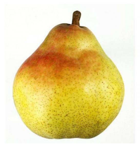 Pyrus communis Williams C7,5 Lit. 175-200 cm Na steblu 100 cm