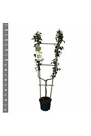 Pyrus communis Williams C7,5 Lit. 140-160 cm U forma