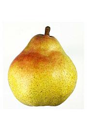 Pyrus communis Williams C7,5 Lit. 125-150 cm