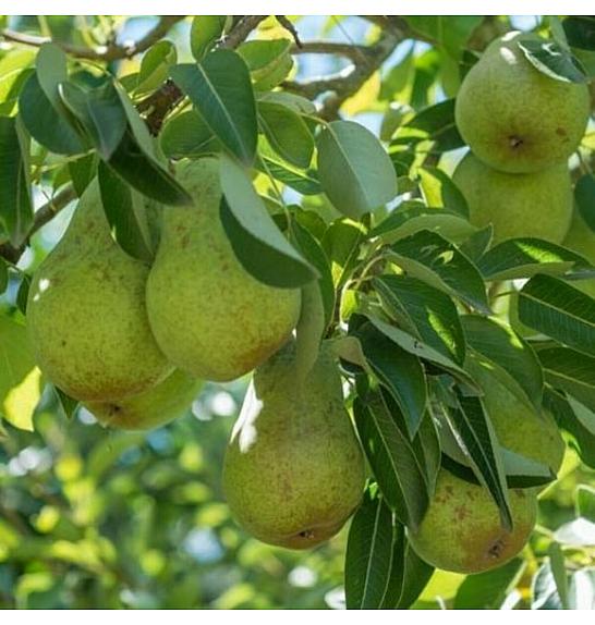 Pyrus communis Williams C7,5 Lit. 125-150 cm
