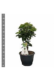 Pyrus communis Pillar Pear C7 Lit. 30-40 cm Stebričasta