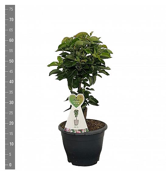 Pyrus communis Pillar Pear C7 Lit. 30-40 cm Stebričasta