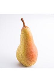 Pyrus communis Nordhäuser Winterforelle C5 Lit. 60-80 cm Stebričasta