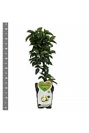 Pyrus communis Louisa - Mini C5 Lit. Na steblu 50 cm