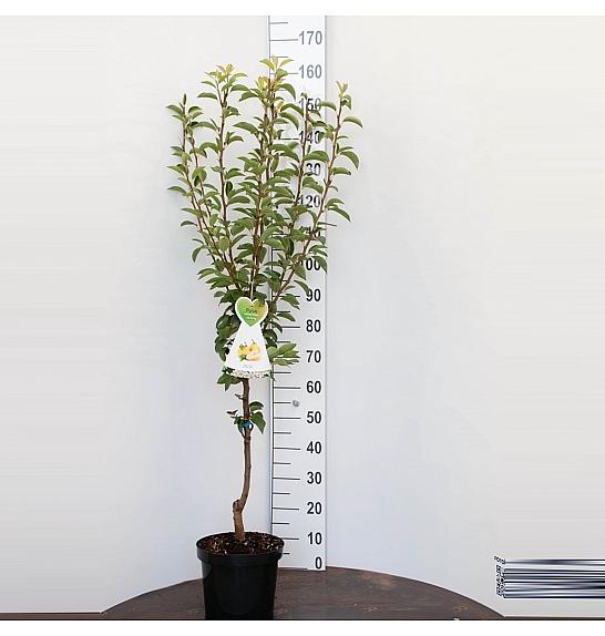 Pyrus communis Gieser Wildeman C7,5 Lit. 125-150 cm