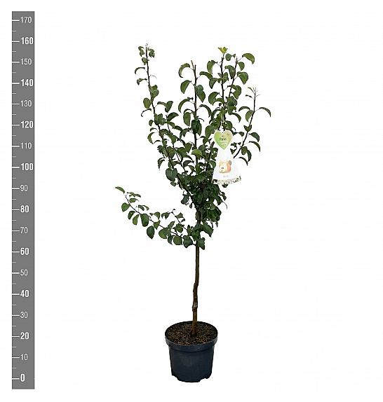Pyrus communis Gellerts Butterbirne /Beurré Hardy C7,5 Lit. 125-150 cm
