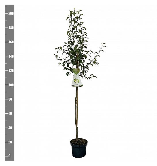 Pyrus communis Doyenné du Comice C7,5 Lit. 175-200 cm Na steblu 100 cm