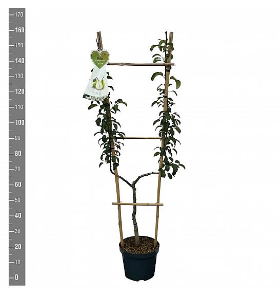 Pyrus communis Doyenné du Comice C7,5 Lit. 140-160 cm U forma