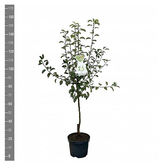 Pyrus communis Doyenné du Comice C7,5 Lit. 125-150 cm