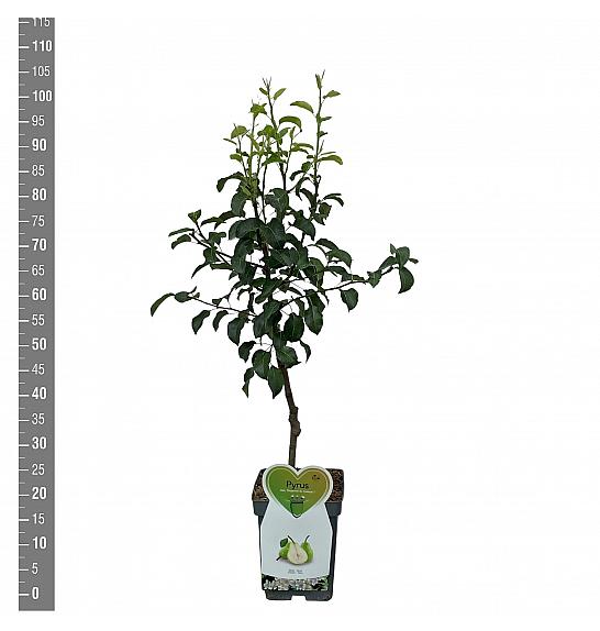Pyrus communis Doyenné du Comice C5 Lit. 80-100 cm Patio