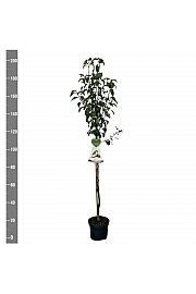 Pyrus communis Conference C7,5 Lit. 175-200 cm Na steblu 100 cm