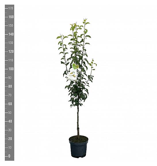 Pyrus communis Conference C7,5 Lit. 125-150 cm