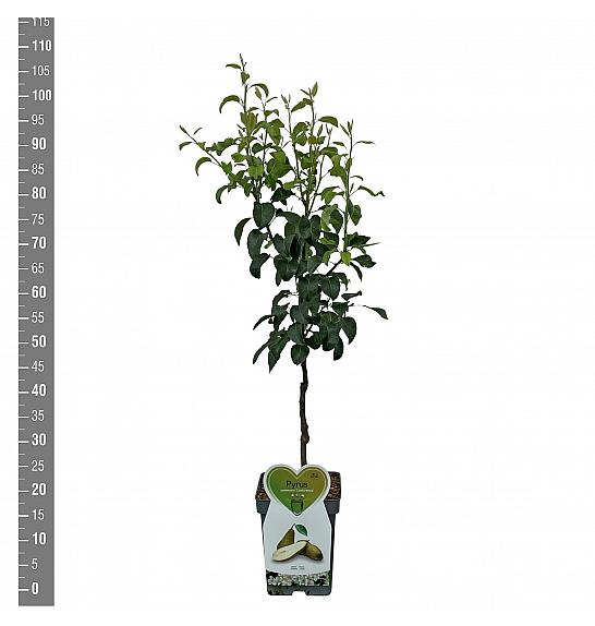 Pyrus communis Conference C5 Lit. 80-100 cm Patio
