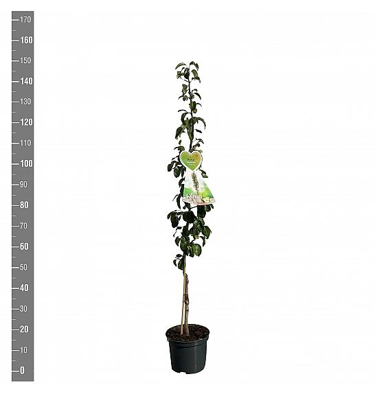 Pyrus communis Condo C5 Lit. 80-100 cm Stebričasta