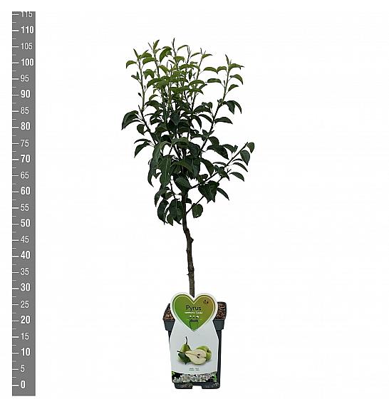 Pyrus communis Condo C5 Lit. 80-100 cm Patio