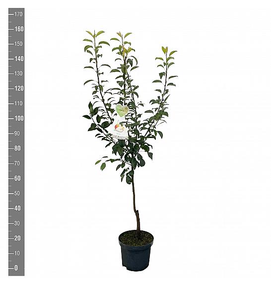 Pyrus communis Clapps Favourite C7,5 Lit. 125-150 cm