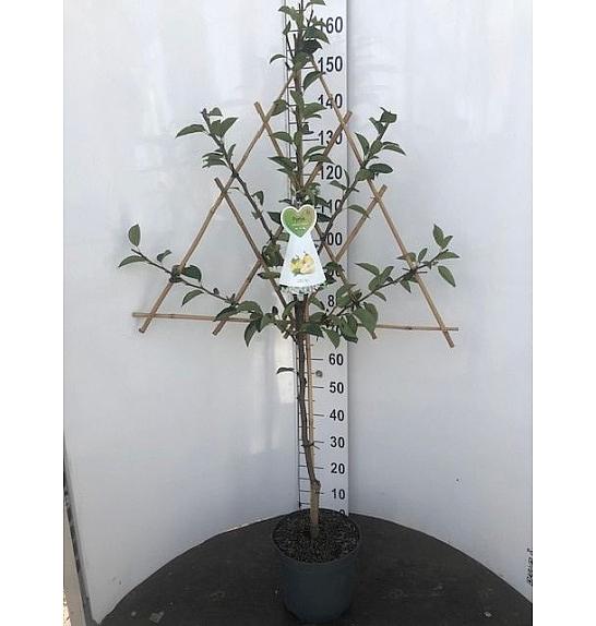 Pyrus communis C7,5 Lit. 150-175 cm Špalir