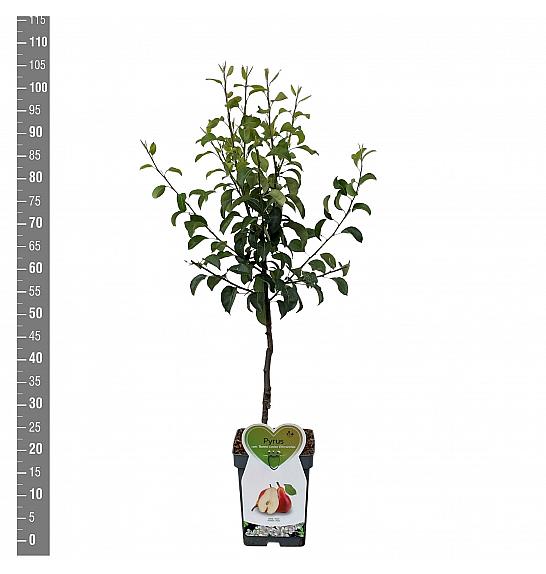 Pyrus communis Bonne Louise dAvranches C5 Lit. 80-100 cm Patio