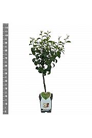 Pyrus communis Bellerts Butterbirne C5 Lit. 80-100 cm Patio