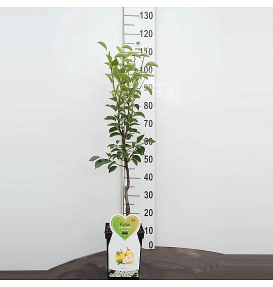 VE-BO FRUIT Pyrus communis Bellert´s Butterbirne