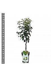 Pyrus communis Alexander Lucas C5 Lit. 80-100 cm Patio