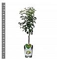 Pyrus communis Abate Fetel C5 Lit. 80-100 cm Patio