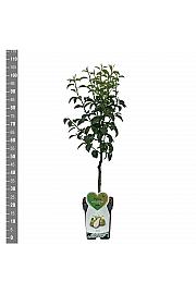 Pyrus communis Abate Fetel C5 Lit. 80-100 cm Patio