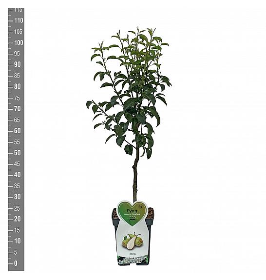 Pyrus communis Abate Fetel C5 Lit. 80-100 cm Patio