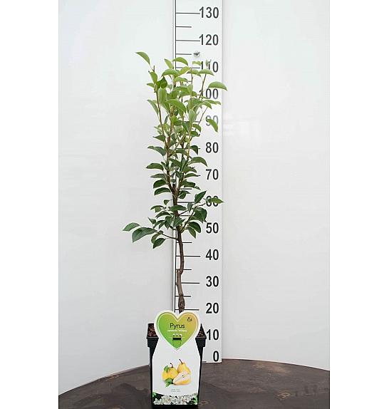 VE-BO FRUIT Pyrus communis Abate Fetel