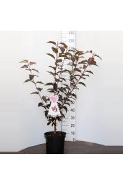 Prunus serulata Royal Burgundy C7,5 Lit. 100-125 cm (52365)