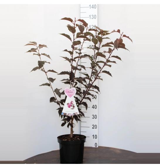 Prunus serulata Royal Burgundy C7,5 Lit. 100-125 cm (52365)