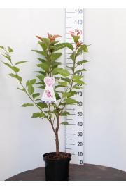 Prunus serulata Kanzan C7,5 Lit. 100-125 cm (55804)