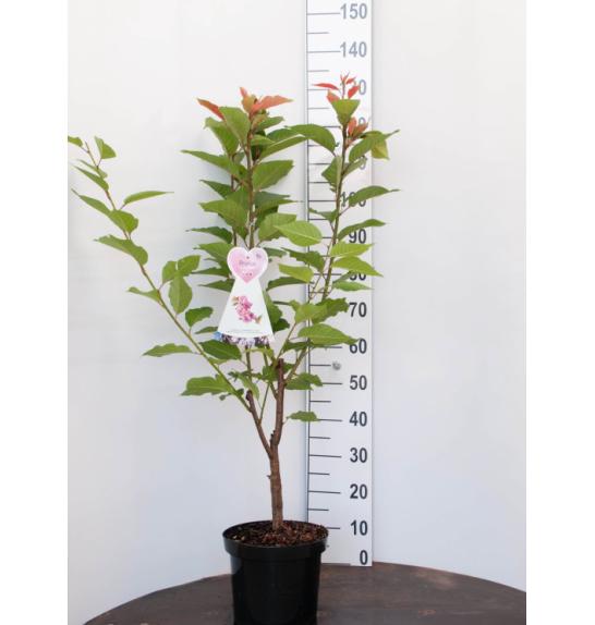 Prunus serulata Kanzan C7,5 Lit. 100-125 cm (55804)
