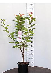Prunus serulata Kanzan C7,5 Lit. 80-100 cm