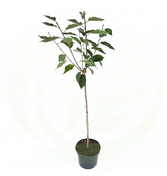 Prunus serulata Kanzan C5 Lit. 60-80 cm