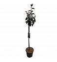 Prunus serulata Kanzan C5 Lit. 60-80 cm (35393)