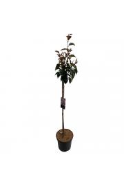 Prunus serulata Kanzan C5 Lit. 60-80 cm (35393)