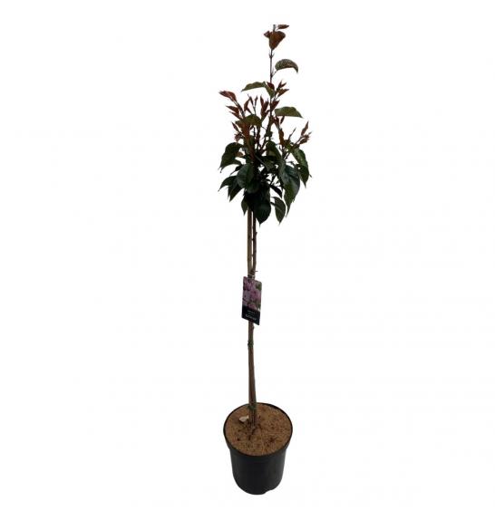 Prunus serulata Kanzan C5 Lit. 60-80 cm (35393)