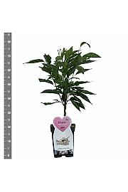 Prunus serulata Amanogawa C5 Lit. 60-80 cm