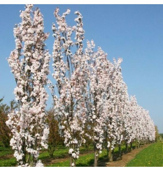Prunus serrulata Amanogawa C7,5 Lit. 100-125 cm
