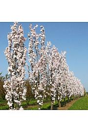 Prunus serrulata Amanogawa C7,5 Lit. 80-100 cm