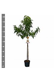 Prunus persica Suncrest C7,5 Lit. 175-200 cm Na steblu 100 cm