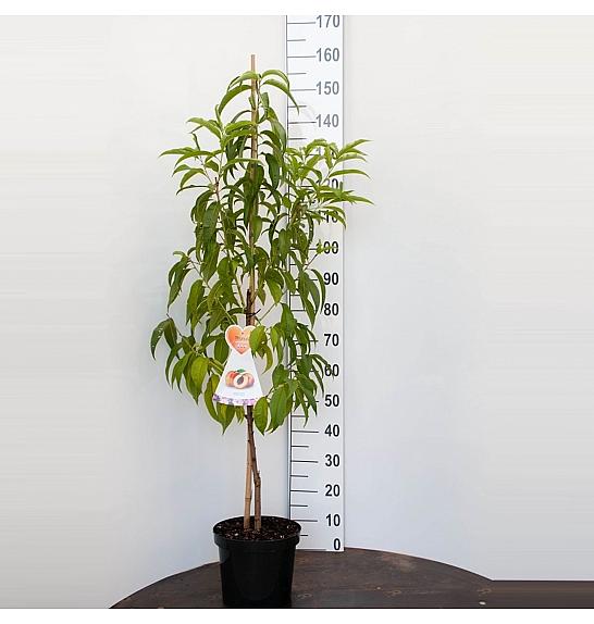 Prunus persica Suncrest C7,5 Lit. 125-150 cm