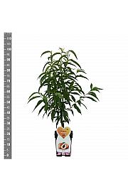 Prunus persica Suncrest C5 Lit. 80-100 cm Patio