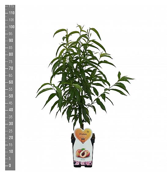 Prunus persica Suncrest C5 Lit. 80-100 cm Patio