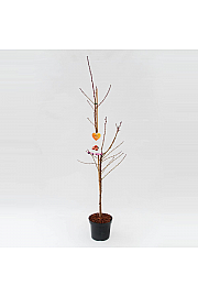 Prunus persica Saturn C7,5 Lit. 125-150 cm (35397)