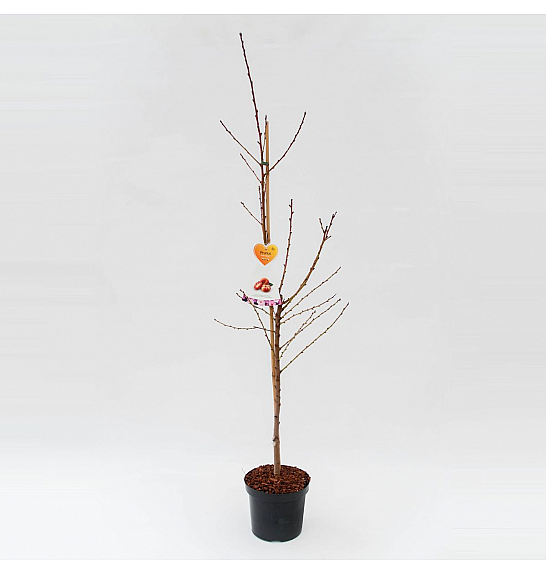Prunus persica Saturn C7,5 Lit. 125-150 cm (35397)