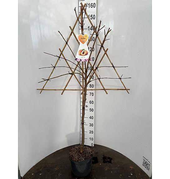 Prunus persica C7,5 Lit. 150-175 cm Špalir